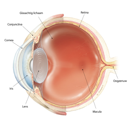 Schematische voorstelling van het oog